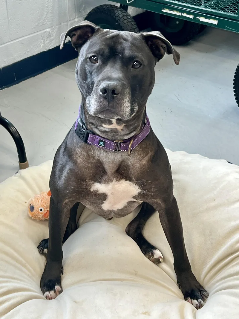 A young medium-sized male Black American Staffordshire Terrier dog named Shadow for adoption in Yonkers, NY