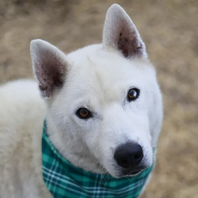 An adult large-sized male Siberian Husky dog named Beau for adoption in San Antonio, TX