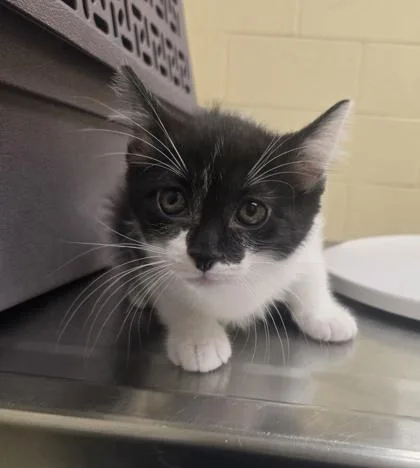 A baby small-sized female Domestic Short Hair cat named Ice Cream for adoption in Westland, MI