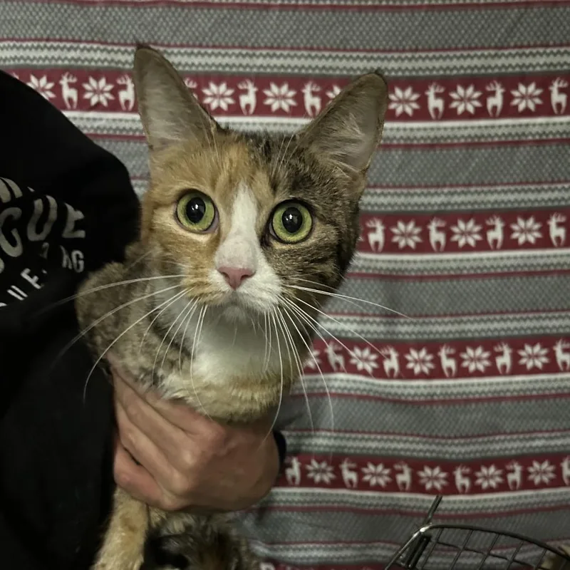An adult medium-sized female Calico Domestic Short Hair cat named Hawaii for adoption in Hemet, CA