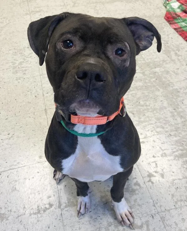 An adult medium-sized female Pit Bull Terrier dog named Ruthie for adoption in Salt Lake City, UT