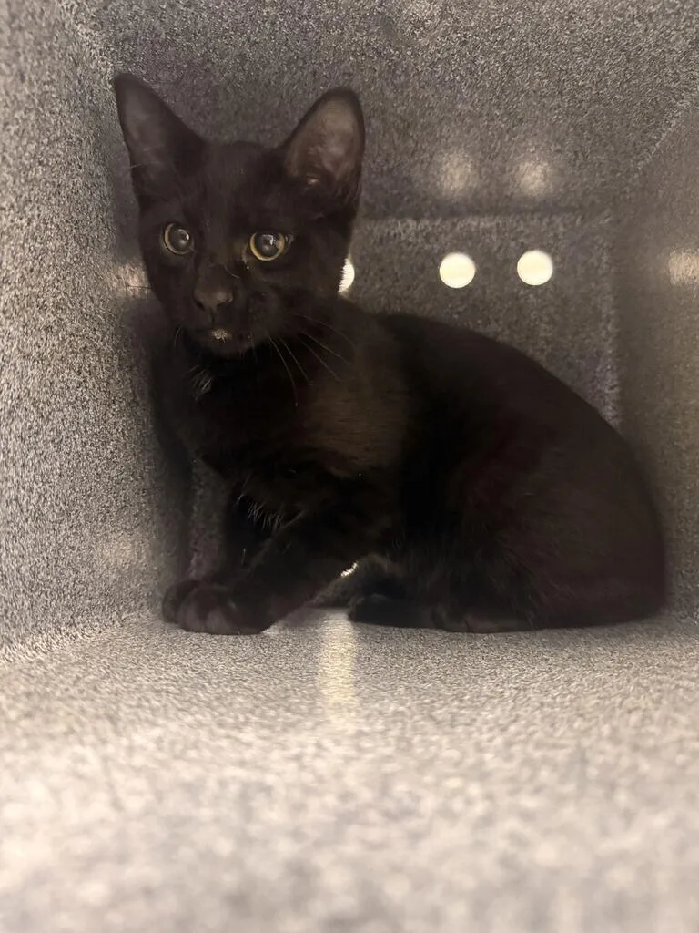 A young small-sized male Domestic Short Hair cat named Jacob Black for adoption in Fruit Heights, UT