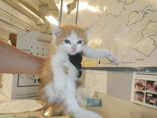 A baby small-sized male Domestic Short Hair cat named A for adoption in San Jose, CA