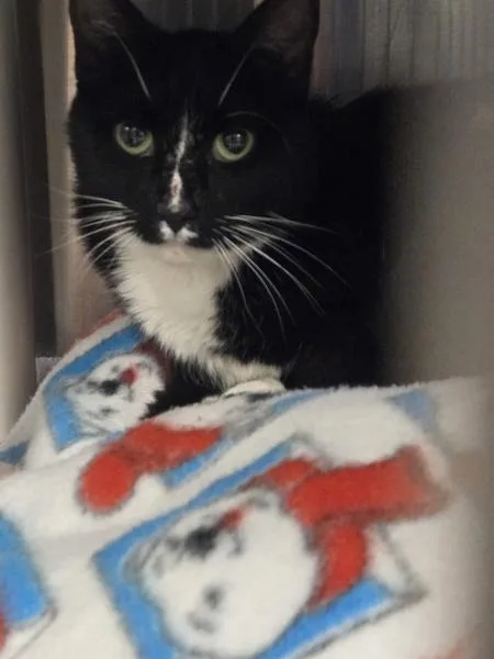 An adult medium-sized female Domestic Short Hair cat named Shira for adoption in Millersville, MD