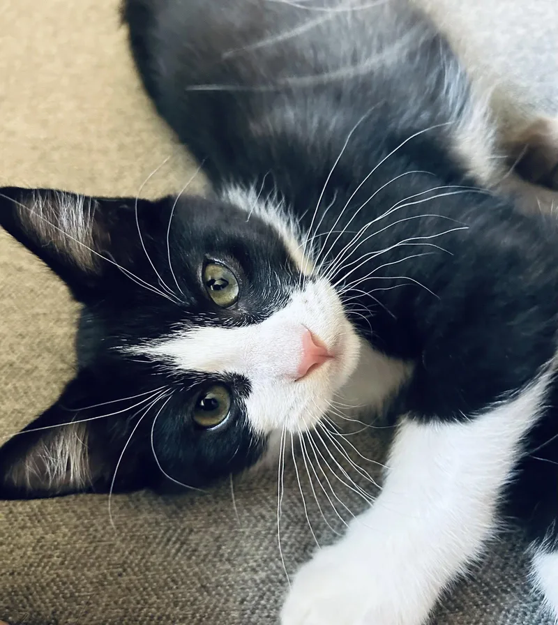 A baby medium-sized male Tuxedo cat named Billy Napa for adoption in Napa, CA