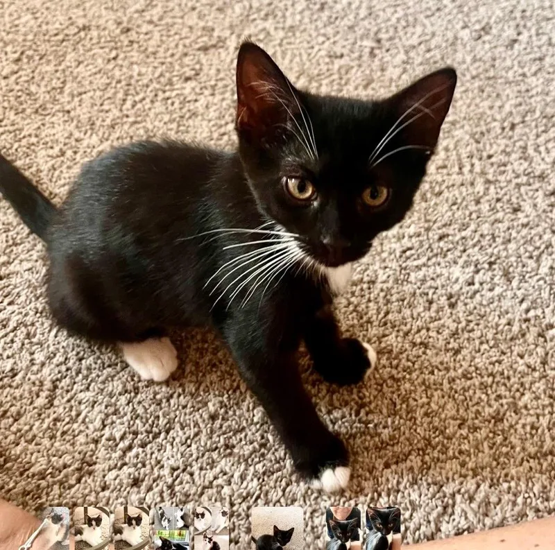 A baby medium-sized female Black & White / Tuxedo Tuxedo cat named Vera for adoption in Wyandotte, MI
