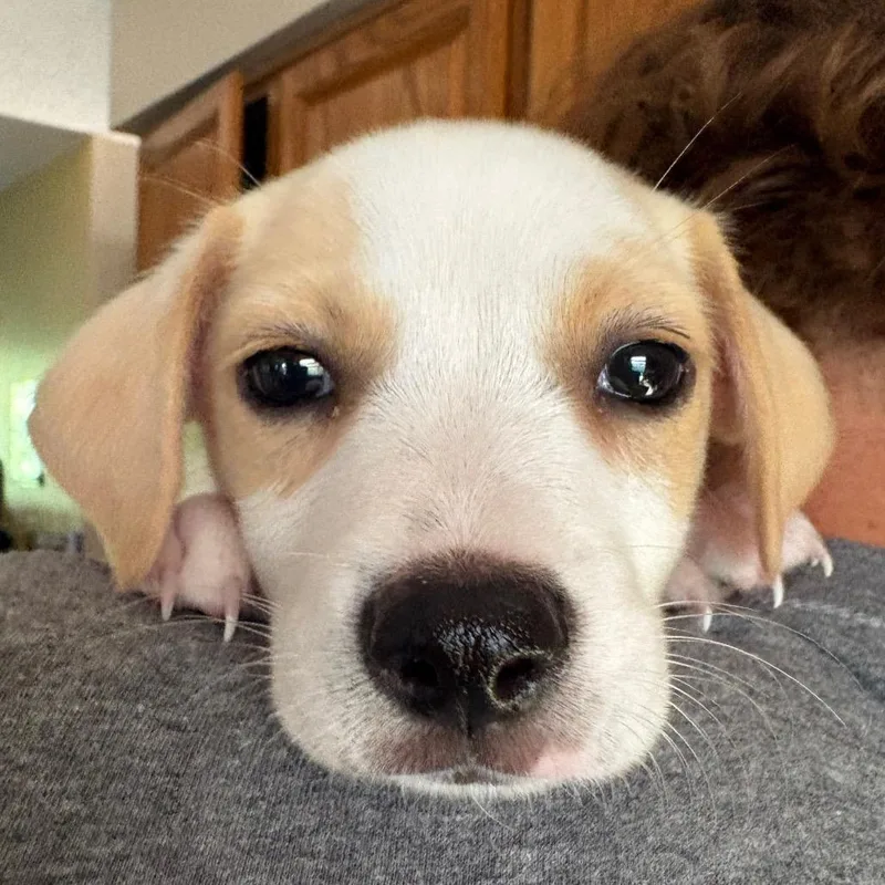 A baby medium-sized male White / Cream Beagle dog named Winnie for adoption in Durham, NC