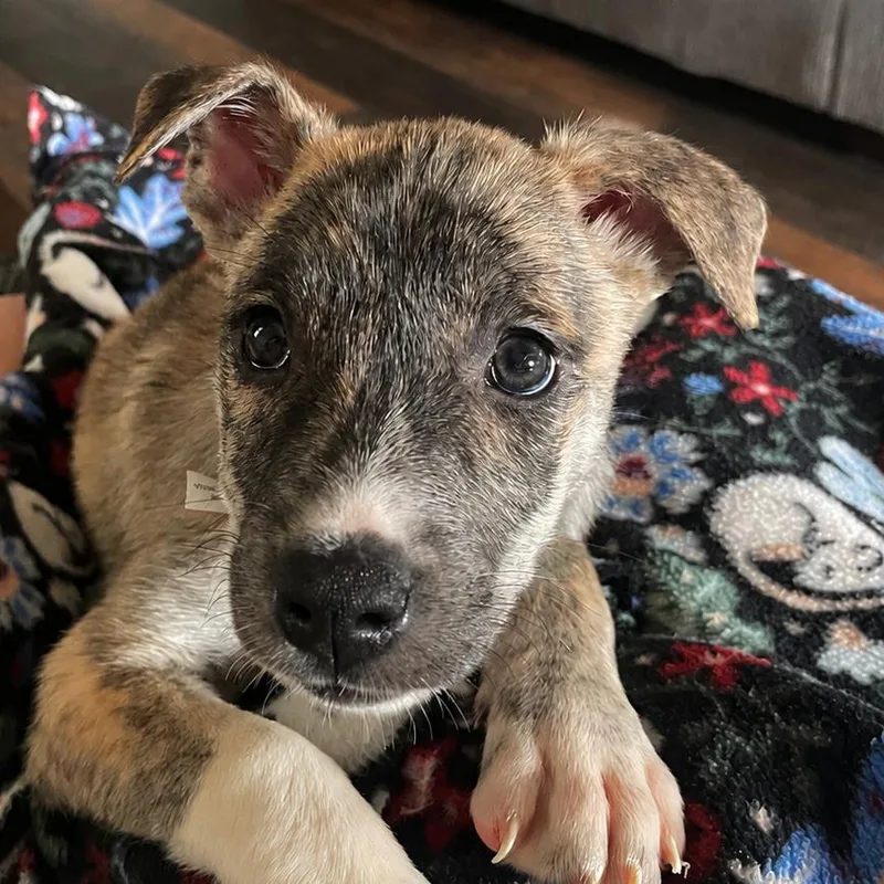A baby medium-sized female Brindle Husky dog named Poppy for adoption in Avon, OH