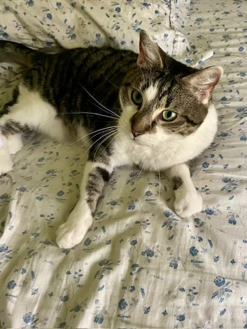 An adult medium-sized female Tabby (Gray / Blue / Silver) Domestic Short Hair cat named Josephine for adoption in Ashland, VA