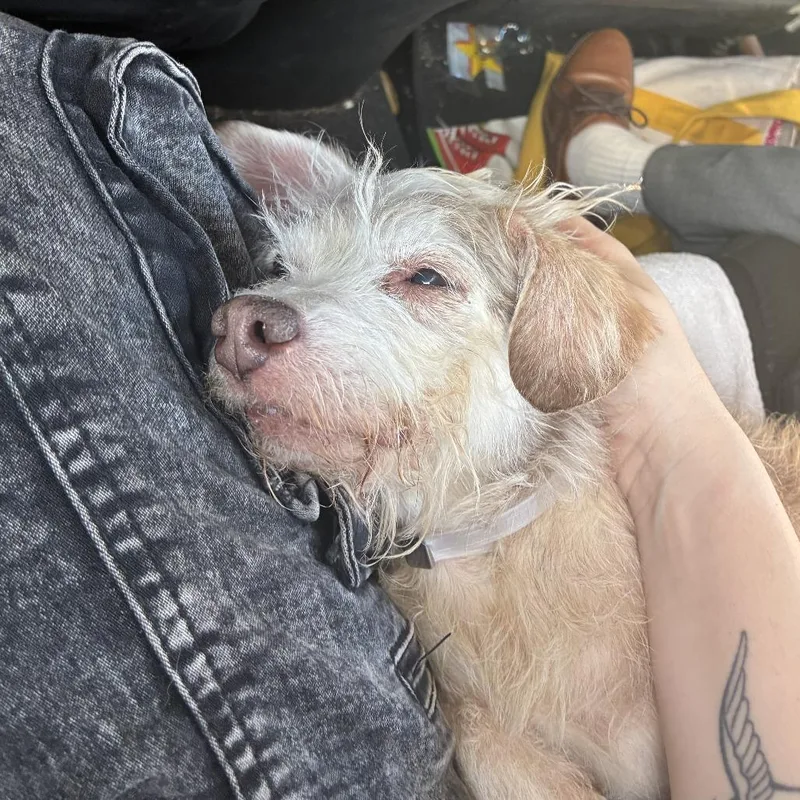 A senior small-sized male White / Cream Terrier dog named Ralph for adoption in San Mateo, CA