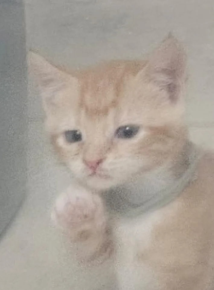 A baby medium-sized female Orange / Red Domestic Short Hair cat named Mango Tango for adoption in Seneca, SC