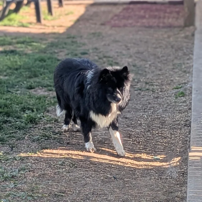 An adult small-sized male Black Border Collie dog named Scotty for adoption in Prairie du Chien, WI