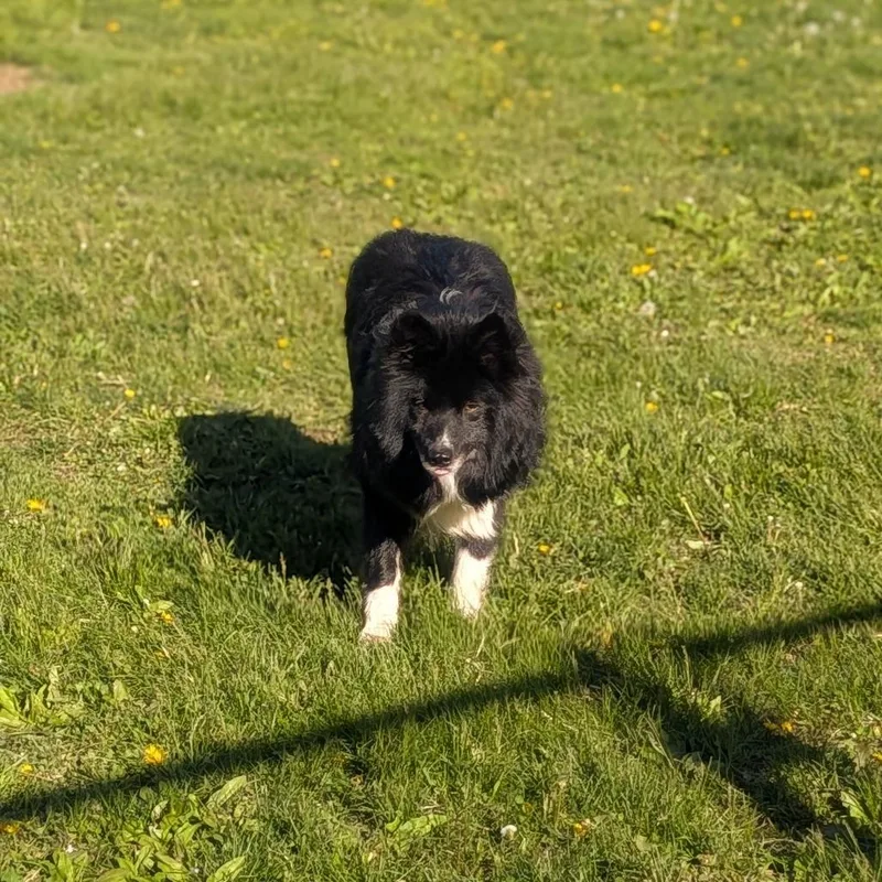 Scotty thumbnail 2