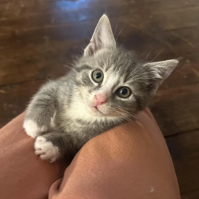 A baby small-sized male Gray / Blue / Silver Domestic Short Hair cat named Ducky for adoption in Potomac, MD