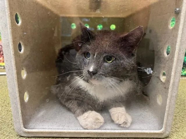 An adult large-sized male Domestic Short Hair cat named A for adoption in Moreno Valley, CA