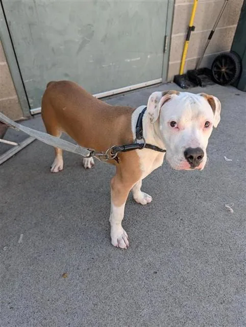 A young small-sized male Pit Bull Terrier dog named Noodle for adoption in Sacramento, CA