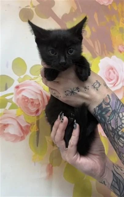 A baby small-sized female Domestic Short Hair cat named Trinity for adoption in San Bernardino, CA