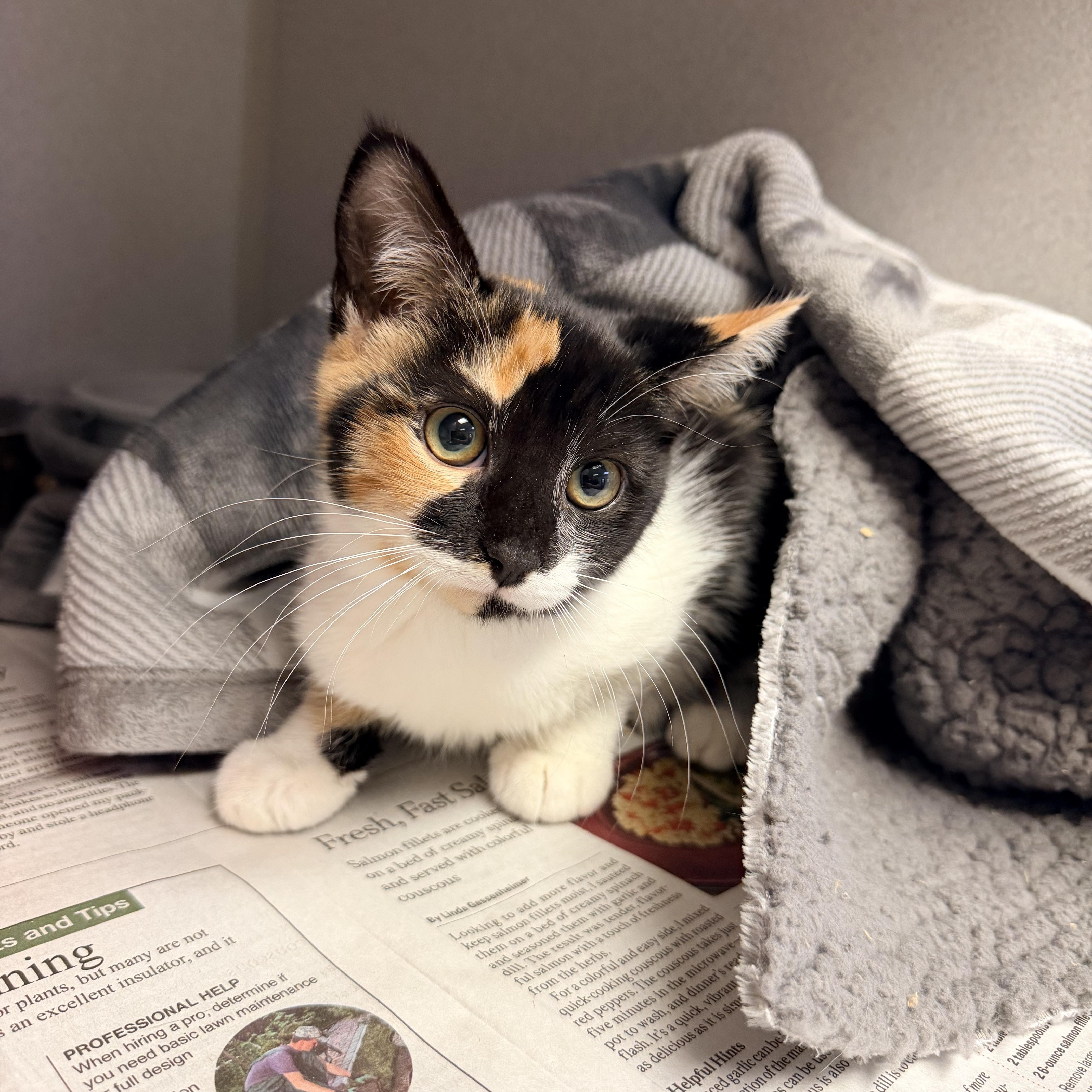 A baby medium-sized female Calico cat named Alice for adoption in Pottsville, PA