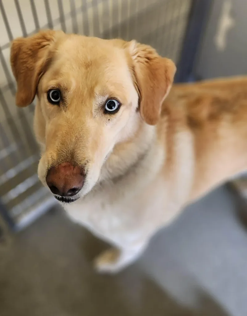 An adult large-sized male Golden Labrador Retriever dog named Odyssey for adoption in New Philadelphia, OH