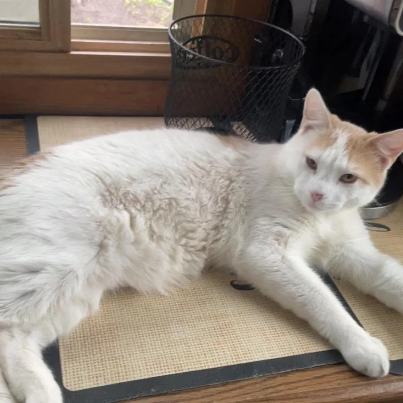 An adult small-sized male White Domestic Short Hair cat named Baby Lost In for adoption in Rochester, MN