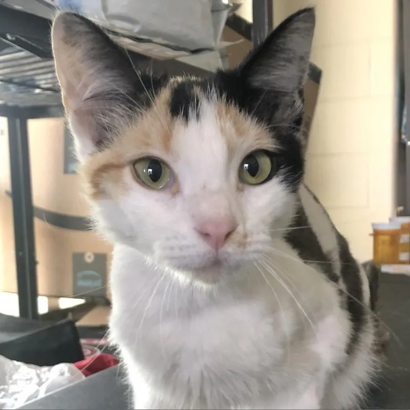 An adult medium-sized female White Domestic Short Hair cat named Abby for adoption in San Antonio, TX