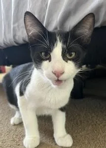 A baby medium-sized male Black & White / Tuxedo Tuxedo cat named Kowboy for adoption in North Highlands, CA