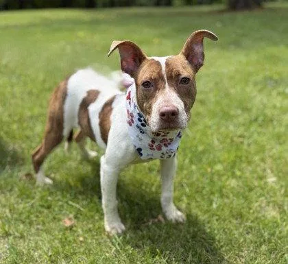 A young medium-sized female Pit Bull Terrier dog named Marigold for adoption in Midland, VA