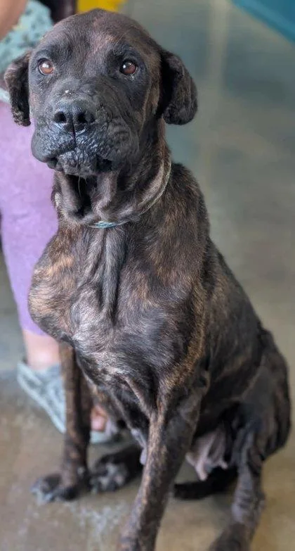 An adult extra large-sized female Mastiff dog named Thea for adoption in La Harpe, KS