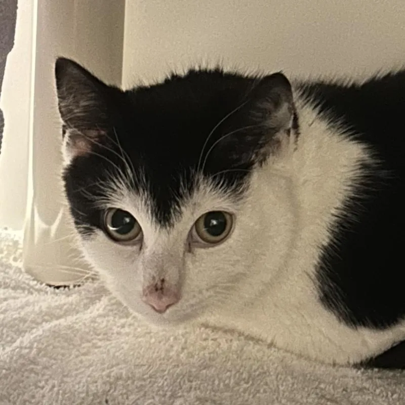 A baby medium-sized male Black Domestic Short Hair cat named Useppa for adoption in Cooperstown, NY