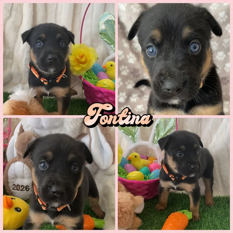 A baby large-sized female Rottweiler dog named Fontina for adoption in New Baltimore, MI