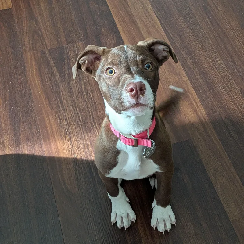 A baby medium-sized female Pointer dog named Violet for adoption in Oxford, MI