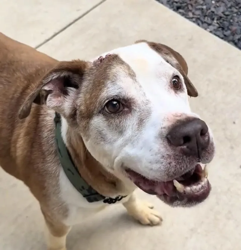 A senior medium-sized male Mixed Breed dog named Caesar for adoption in Belleville, IL
