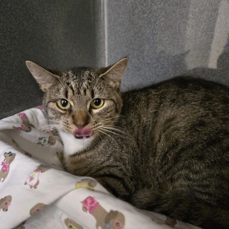 A young small-sized female Tabby (Brown / Chocolate) Domestic Short Hair cat named Marnie for adoption in Paris, ME