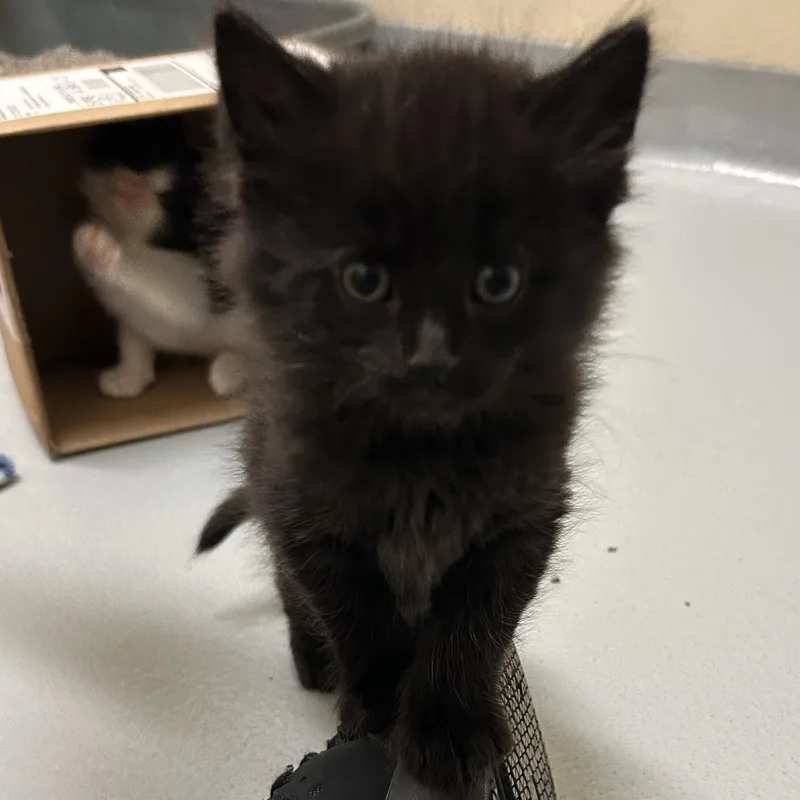 A baby medium-sized male Domestic Long Hair cat named Mojito for adoption in Mason City, IA