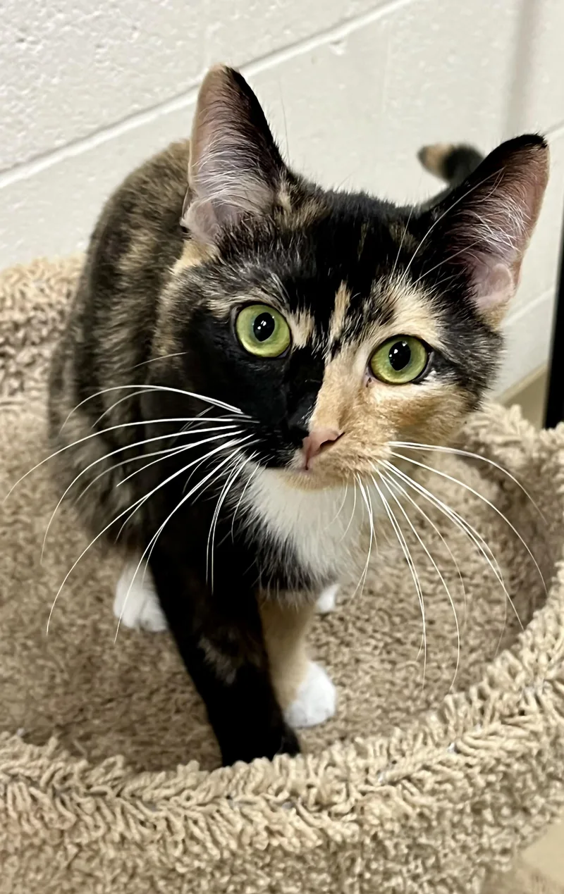 An adult medium-sized female Tortoiseshell Domestic Short Hair cat named Peach for adoption in Greenwich, CT