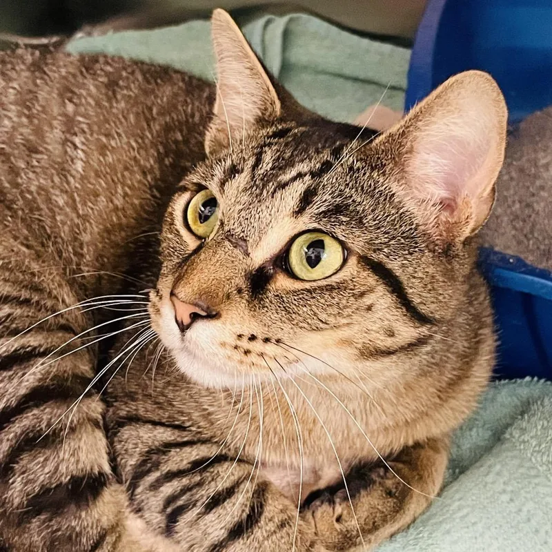 A young medium-sized male Brown / Chocolate Domestic Short Hair cat named Hemingway for adoption in Columbia Station, OH
