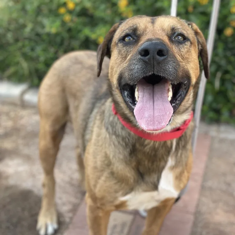 An adult large-sized male Yellow / Tan / Blond / Fawn Mastiff dog named Brody for adoption in Riverside, CA