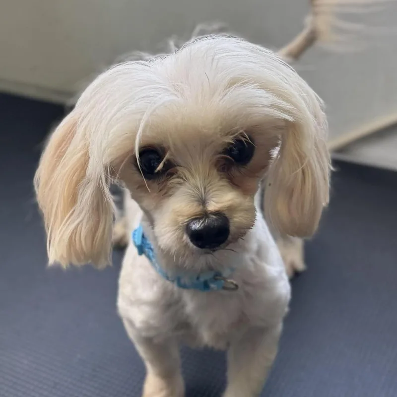 An adult small-sized female White / Cream Maltese dog named Isla for adoption in Houston, TX