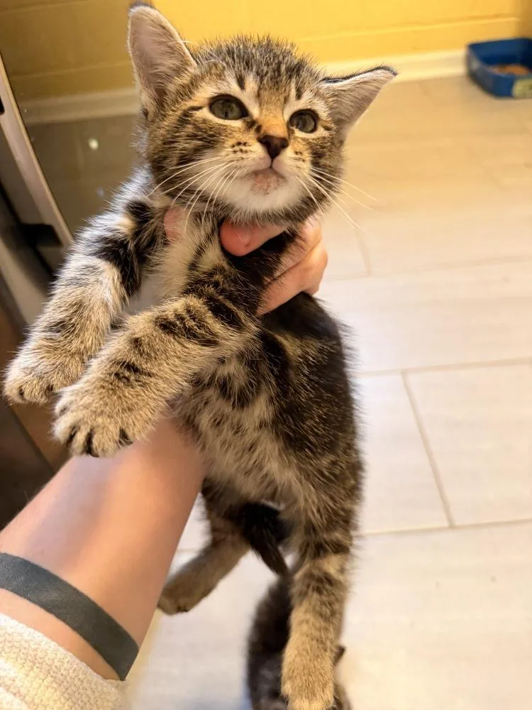 A baby medium-sized male Tabby (Brown / Chocolate) Domestic Short Hair cat named Stanley for adoption in North Brunswick, NJ