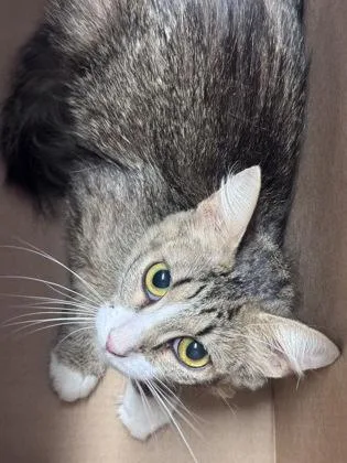 An adult small-sized female Domestic Short Hair cat named Pumpkin latte for adoption in West Chester, PA