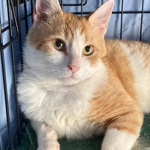 A young medium-sized male Orange & White Domestic Short Hair cat named Caden for adoption in Watkinsville, GA