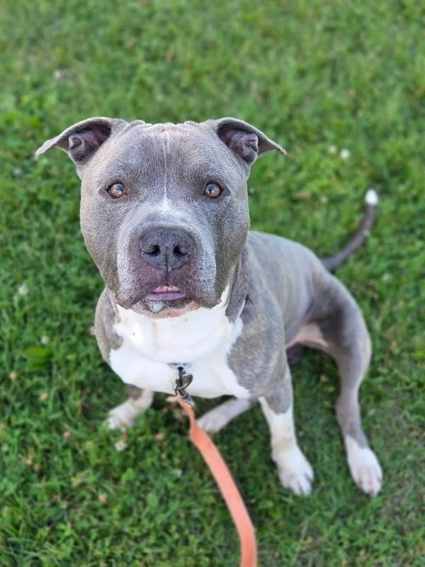 An adult large-sized male Pit Bull Terrier dog named Mr. Handsome Socks for adoption in Millersville, MD