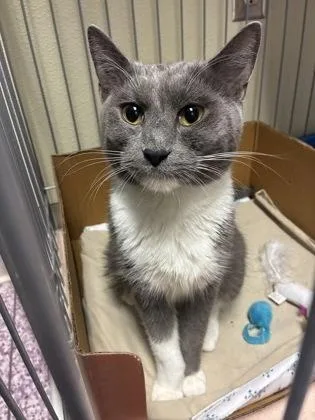 An adult small-sized female Domestic Short Hair cat named Park for adoption in West Chester, PA