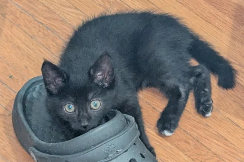 A young medium-sized male Black American Shorthair cat named Kiwi for adoption in Rochester, NY