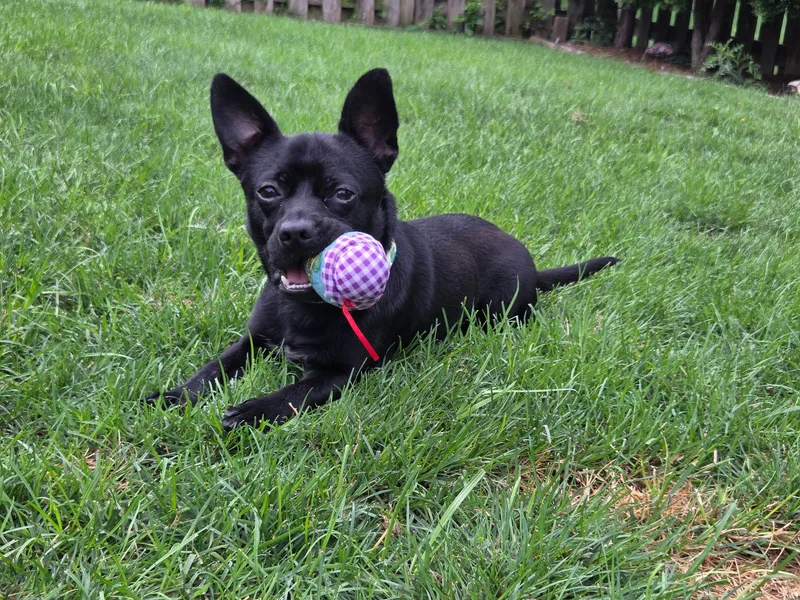 An adult small-sized male Chihuahua dog named Jimothy for adoption in Oswego, IL