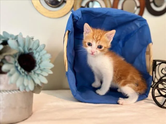 A baby small-sized female Domestic Short Hair cat named Garfield for adoption in Chapel Hill, NC