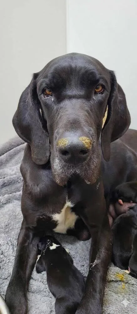 An adult large-sized female Black Great Dane dog named Maya for adoption in Canyon Country, CA