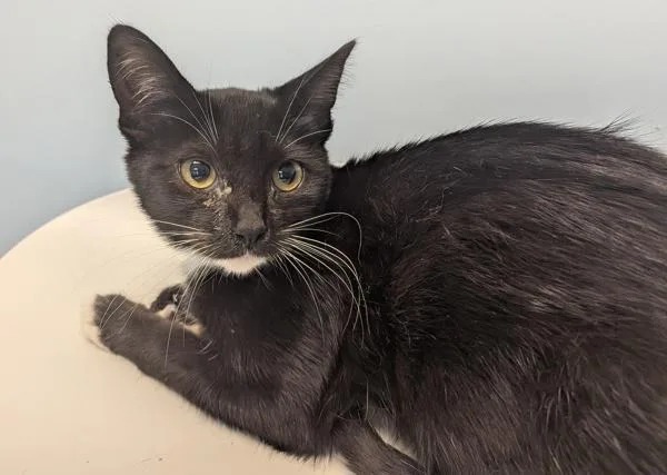 A baby small-sized female Domestic Short Hair cat named Jackie for adoption in San Diego, CA
