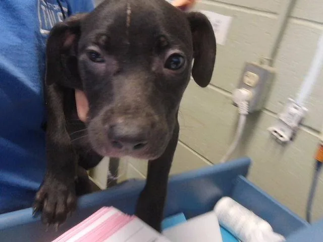 A baby small-sized male Pit Bull Terrier dog named Leggo for adoption in Tulsa, OK