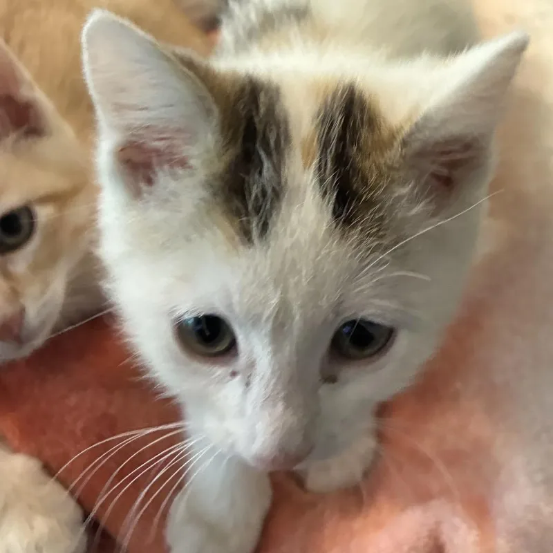 A baby small-sized female Calico Domestic Short Hair cat named Callie for adoption in Grantsville, UT